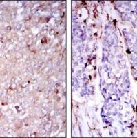 Mouse Monoclonal Antibody to CD133