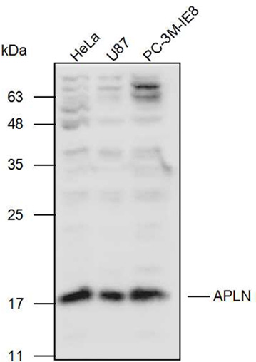 Anti-APLN Polyclonal Antibody