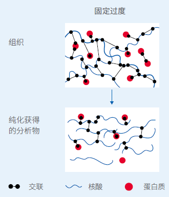 “脆皮”RNA如何更完整？