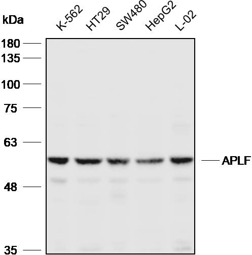 Anti-APLF Polyclonal Antibody