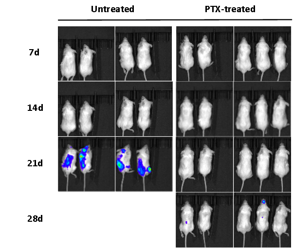 重度免疫缺陷小鼠C-NKG