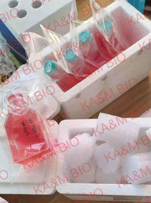 小鼠肾小管平滑肌细胞哪里买