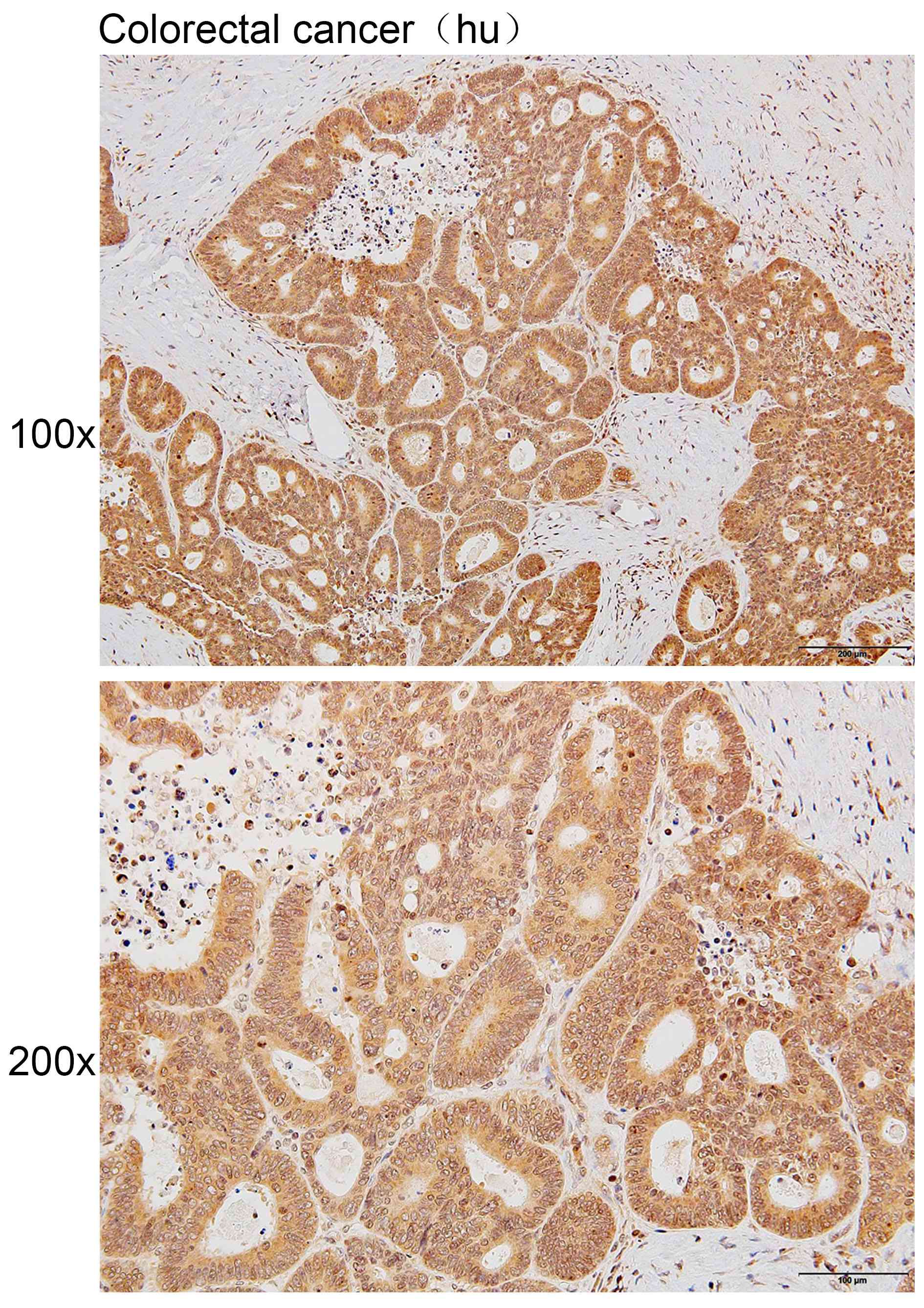 Anti-ARHGEF1 Polyclonal Antibo