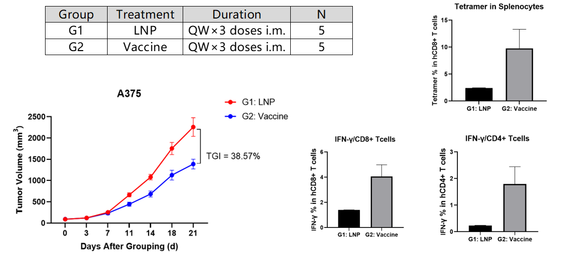 人免疫系统重建小鼠——有效重现人类免疫-肿瘤相互作用的临床前模型