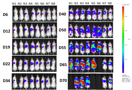重度免疫缺陷小鼠C-NKG