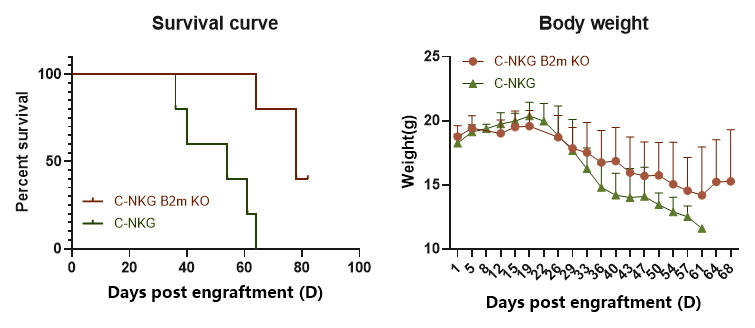 C-NKG B2m KO小鼠