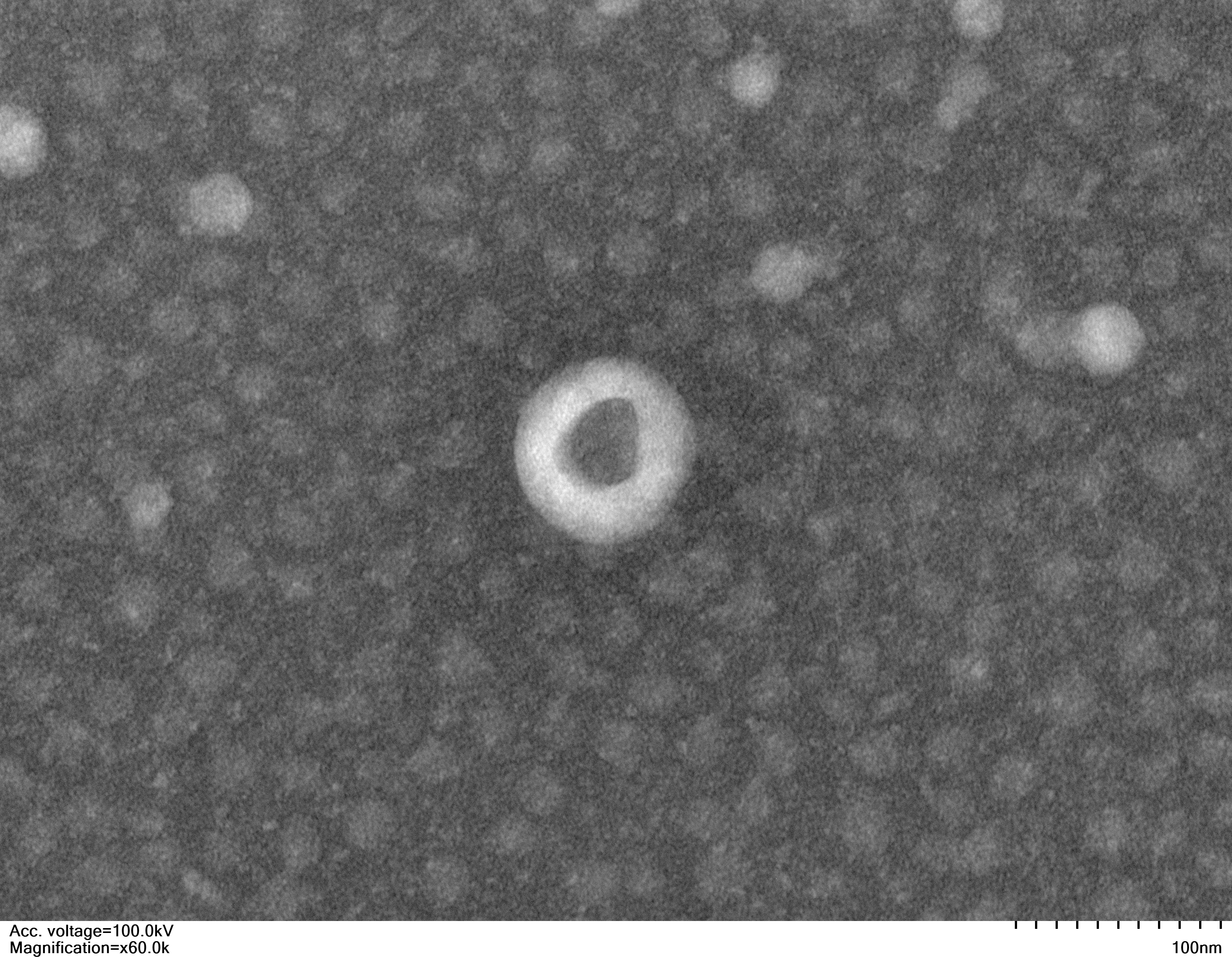 植物外泌体(葡萄)