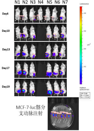 重度免疫缺陷小鼠C-NKG