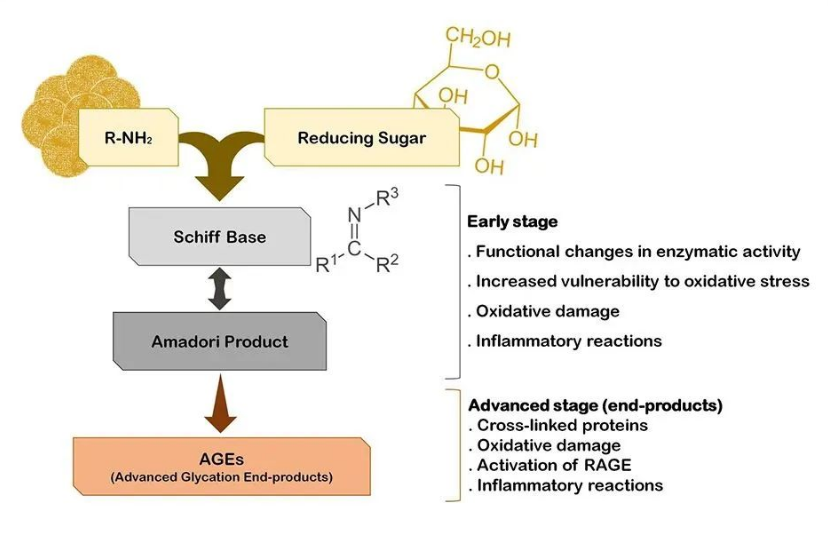 探索 AGEs 靶点：连接衰老与慢性疾病的关键分子