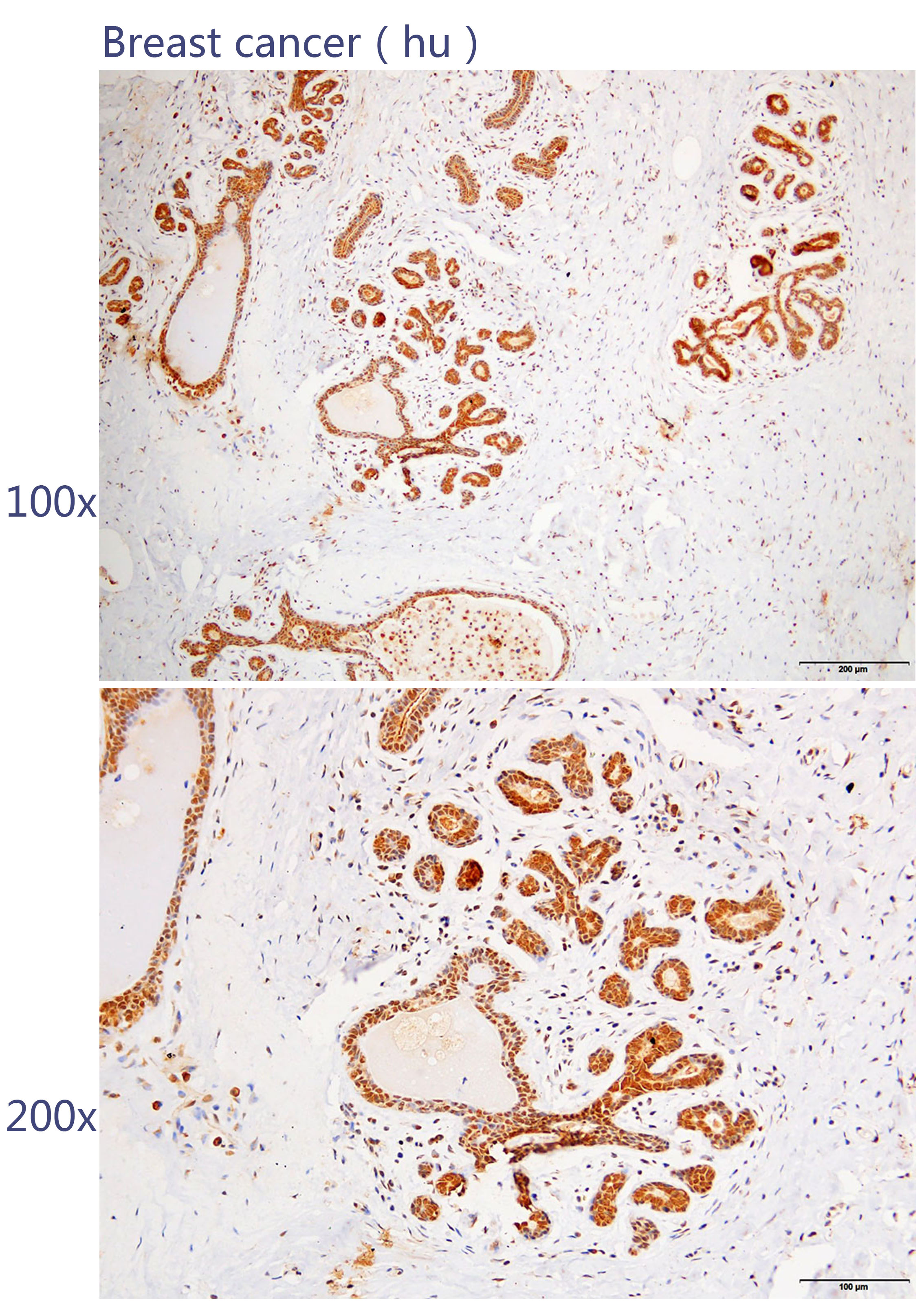 Anti-ARAF Polyclonal Antibody