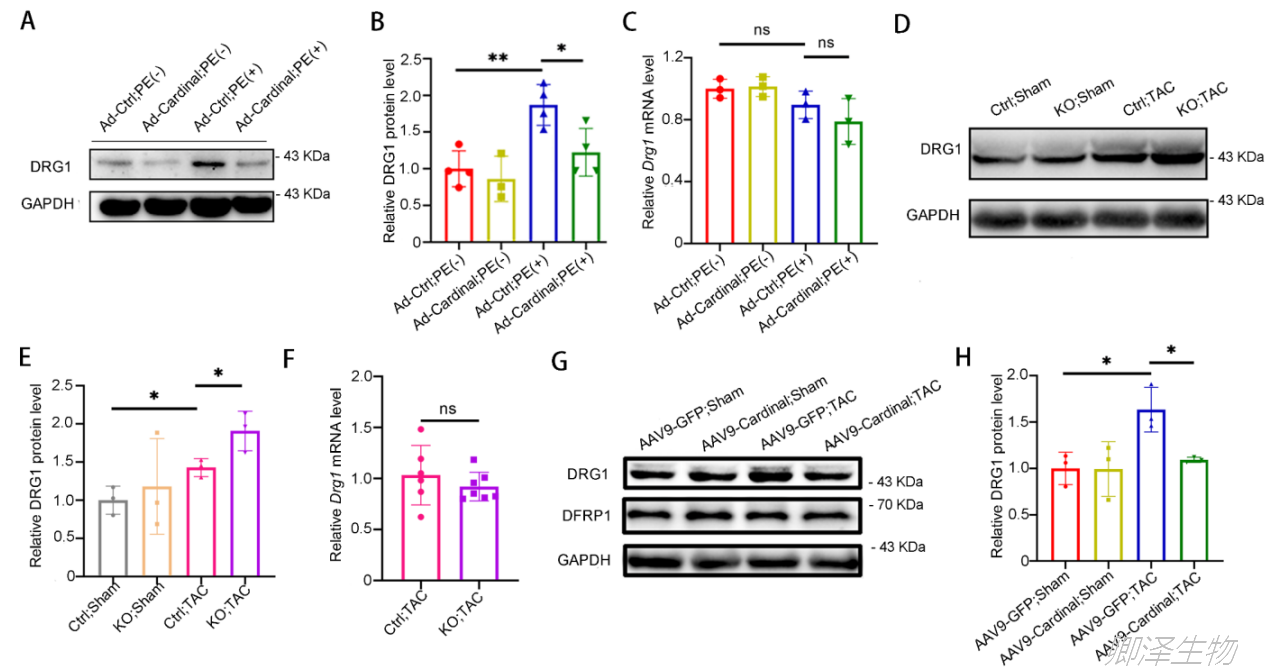 J Clin Invest. | Ribo-seq和Polysome profiling技术助力挖掘 可调控翻译的lncRNA-公司新闻-广州 ...