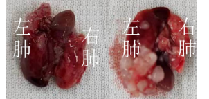 重度免疫缺陷小鼠C-NKG