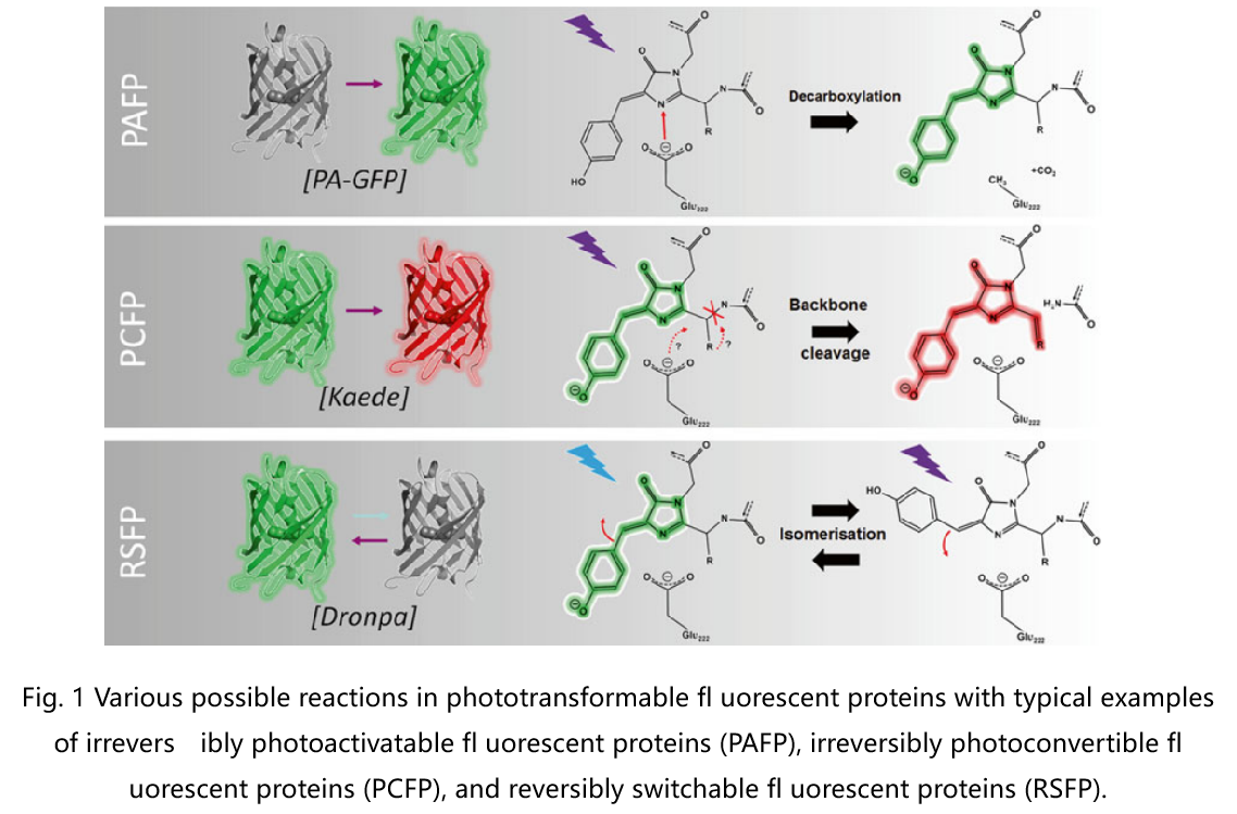 新型荧光蛋白：光激活、光转化与光控开关的奇妙世界