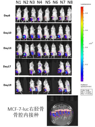 重度免疫缺陷小鼠C-NKG