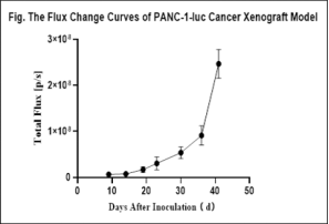 重度免疫缺陷小鼠C-NKG