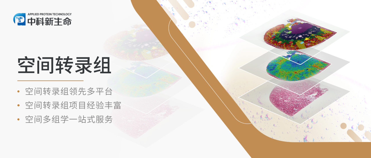 干货分享 | 空间转录组Space Ranger分析结果，应该怎么看