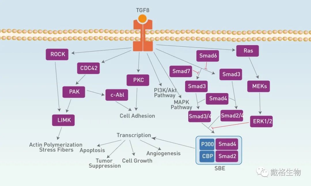 心血管相关——TGF-β信号通路