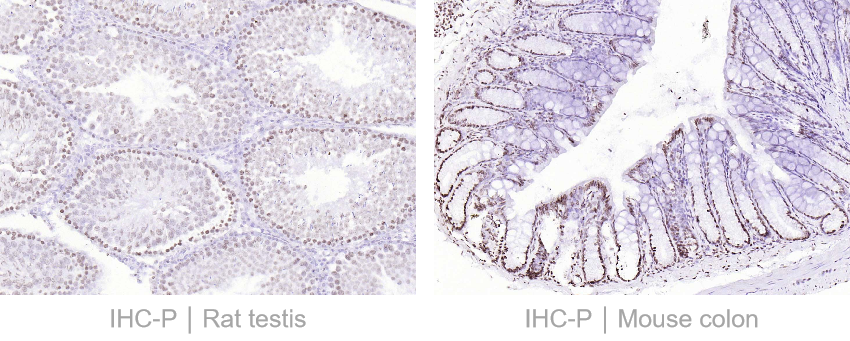 科学之旅 | 第119期 p53相关精品抗体 免费试用