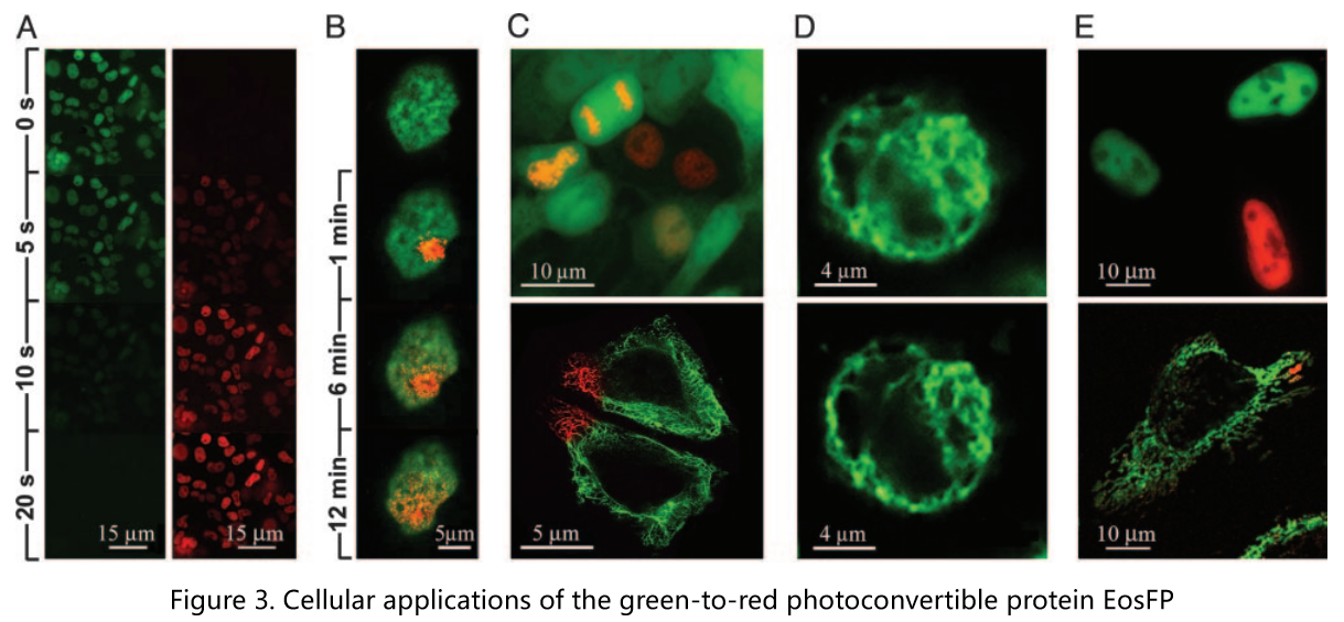 新型荧光蛋白：光激活、光转化与光控开关的奇妙世界