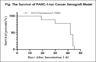 重度免疫缺陷小鼠C-NKG