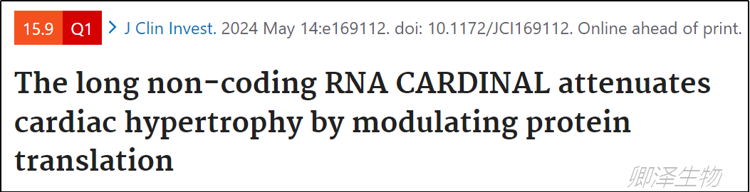 J Clin Invest. | Ribo-seq和Polysome profiling技术助力挖掘 可调控翻译的lncRNA
