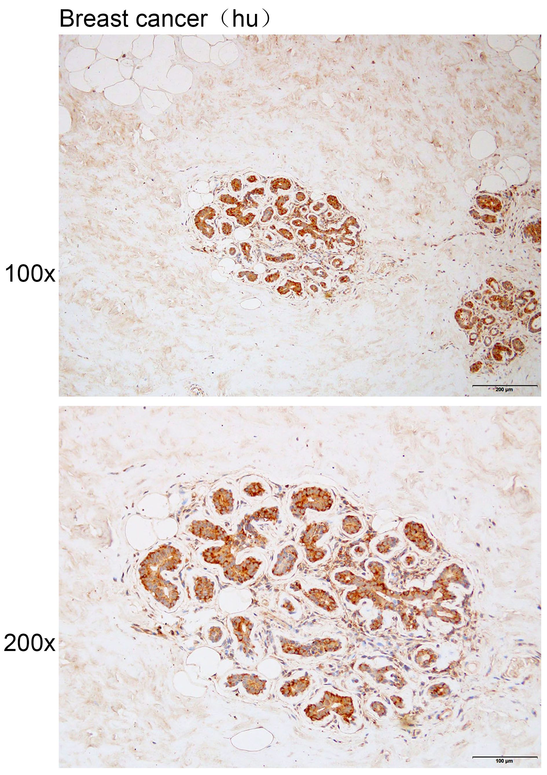 Anti-ARHGEF10 Polyclonal Antib