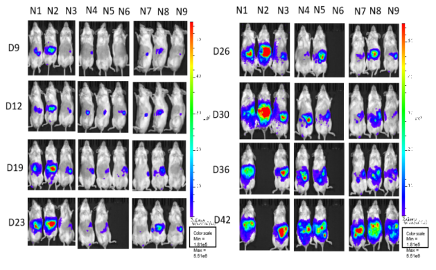 重度免疫缺陷小鼠C-NKG