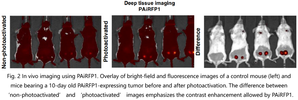 新型荧光蛋白：光激活、光转化与光控开关的奇妙世界