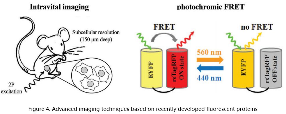 新型荧光蛋白：光激活、光转化与光控开关的奇妙世界