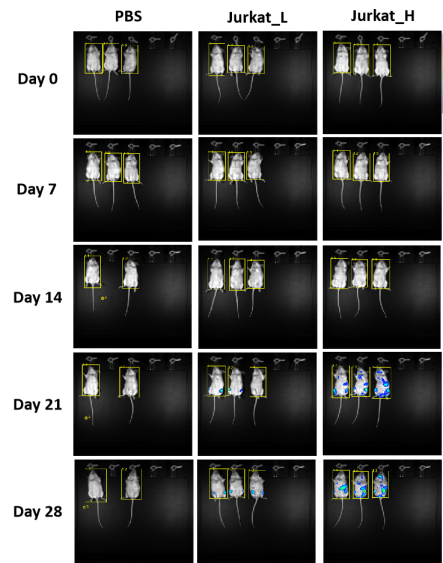 重度免疫缺陷小鼠C-NKG