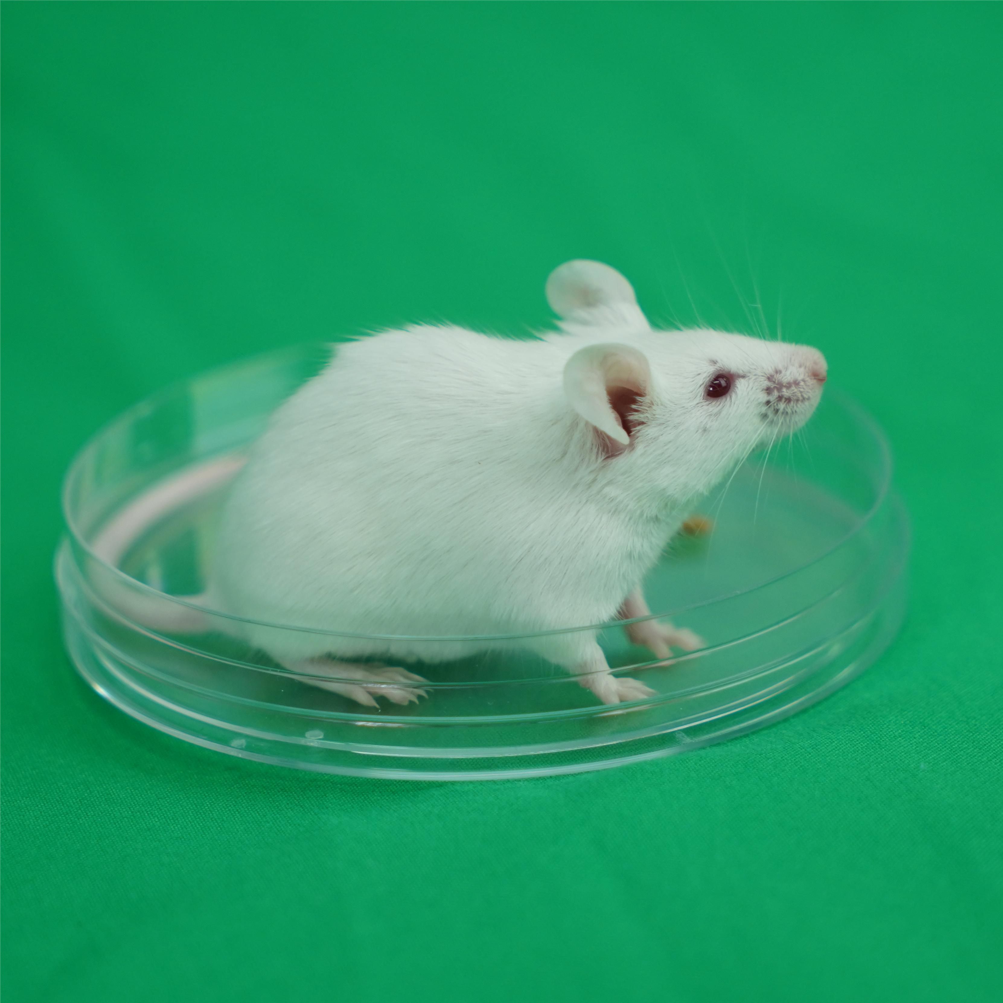 重度免疫缺陷小鼠C-NKG