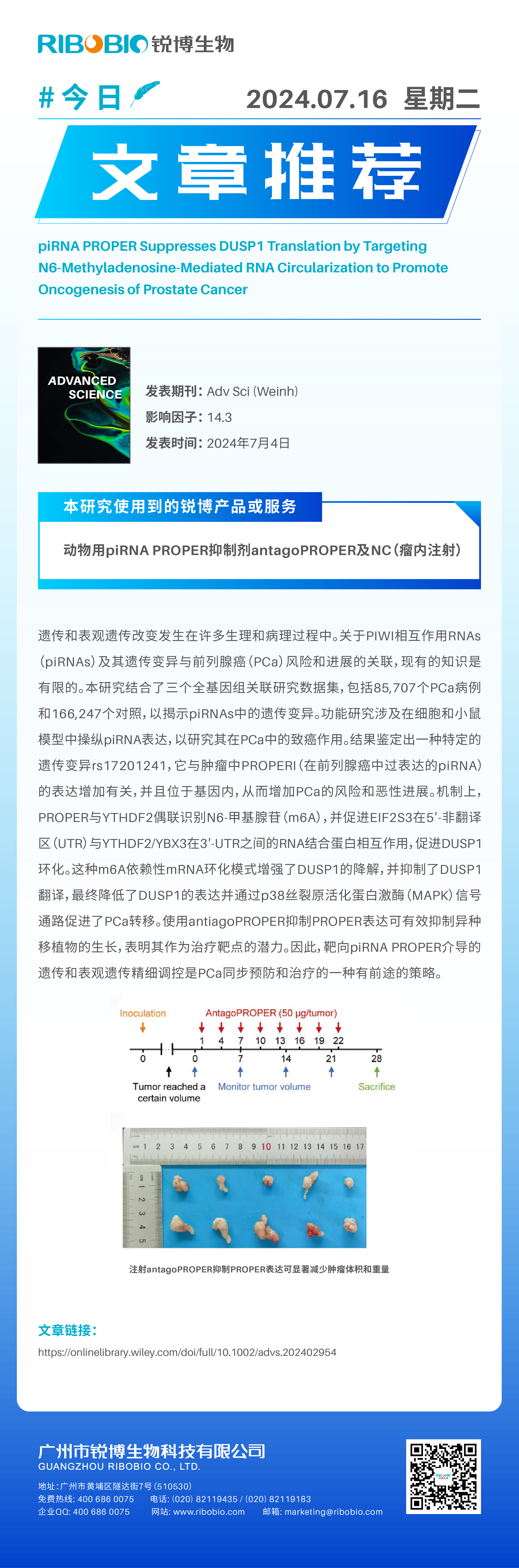 今日文章推荐（IF14.3）丨piRNA PROPER通过靶向m6A介导的RNA环化来抑制DUSP1翻译，从而促进PCa肿瘤发生