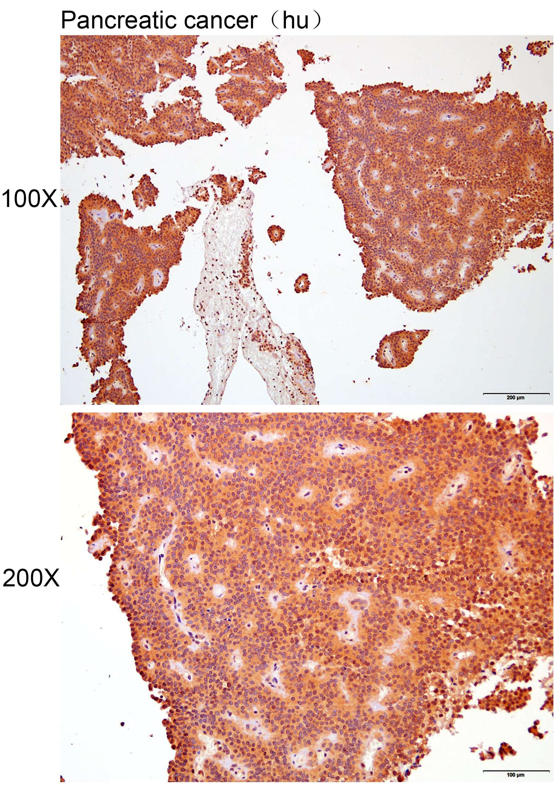 Anti-ARL16 Polyclonal Antibody