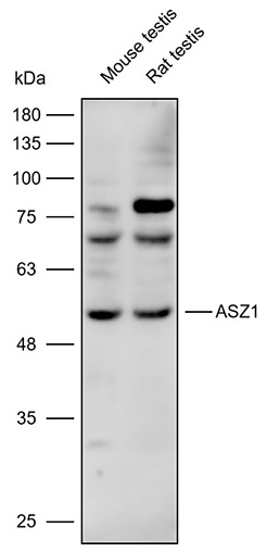 Anti-ASZ1 Polyclonal Antibody
