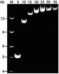 BeyoAmp™ Extra-long DNA Polyme