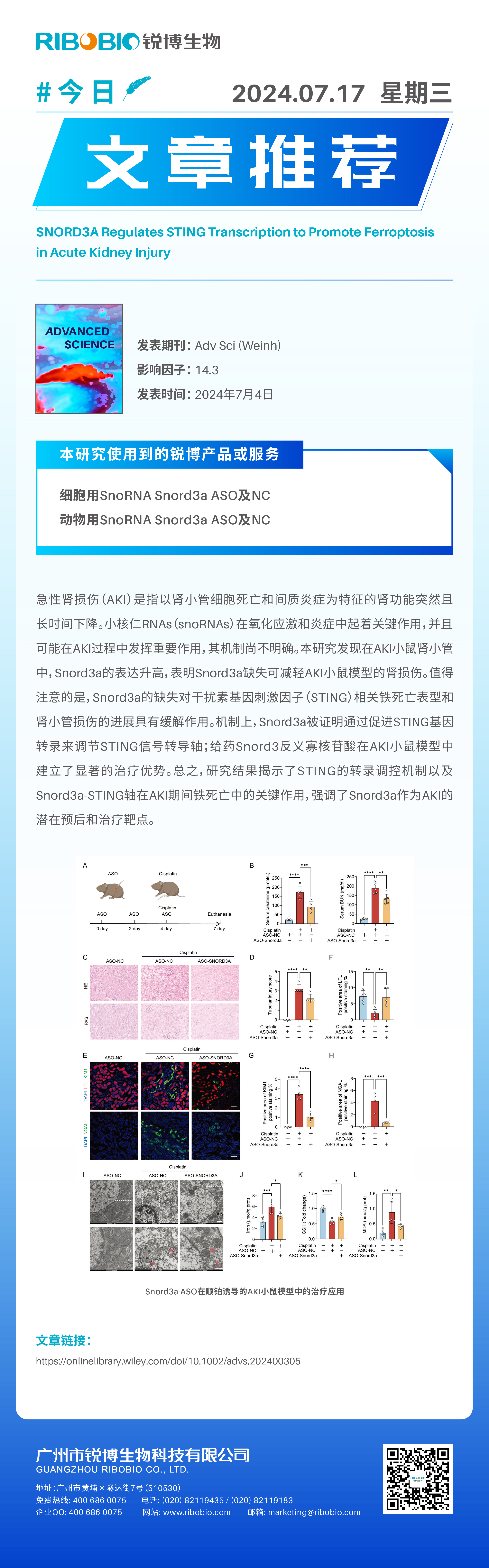 今日文章推荐（IF14.3）丨SnoRNA Snord3a调节STING转录以促进急性肾损伤中的铁死亡