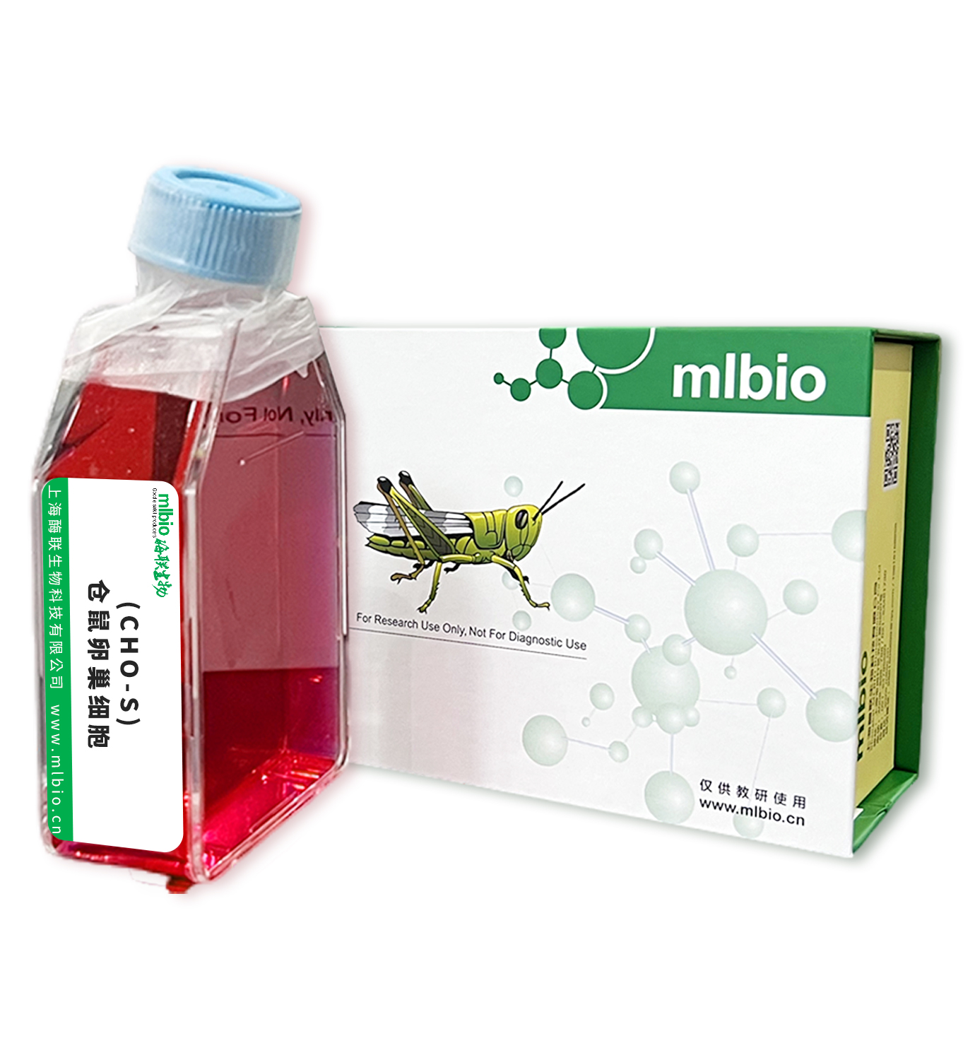 CHO-S仓鼠卵巢细胞