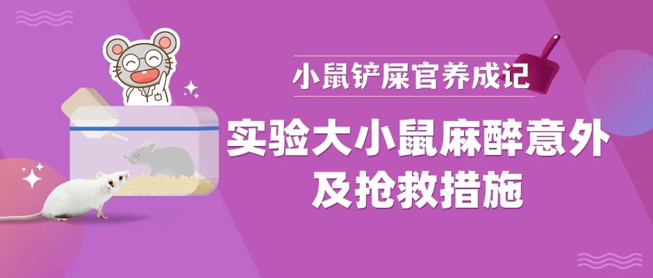 实验大小鼠麻醉意外及抢救措施