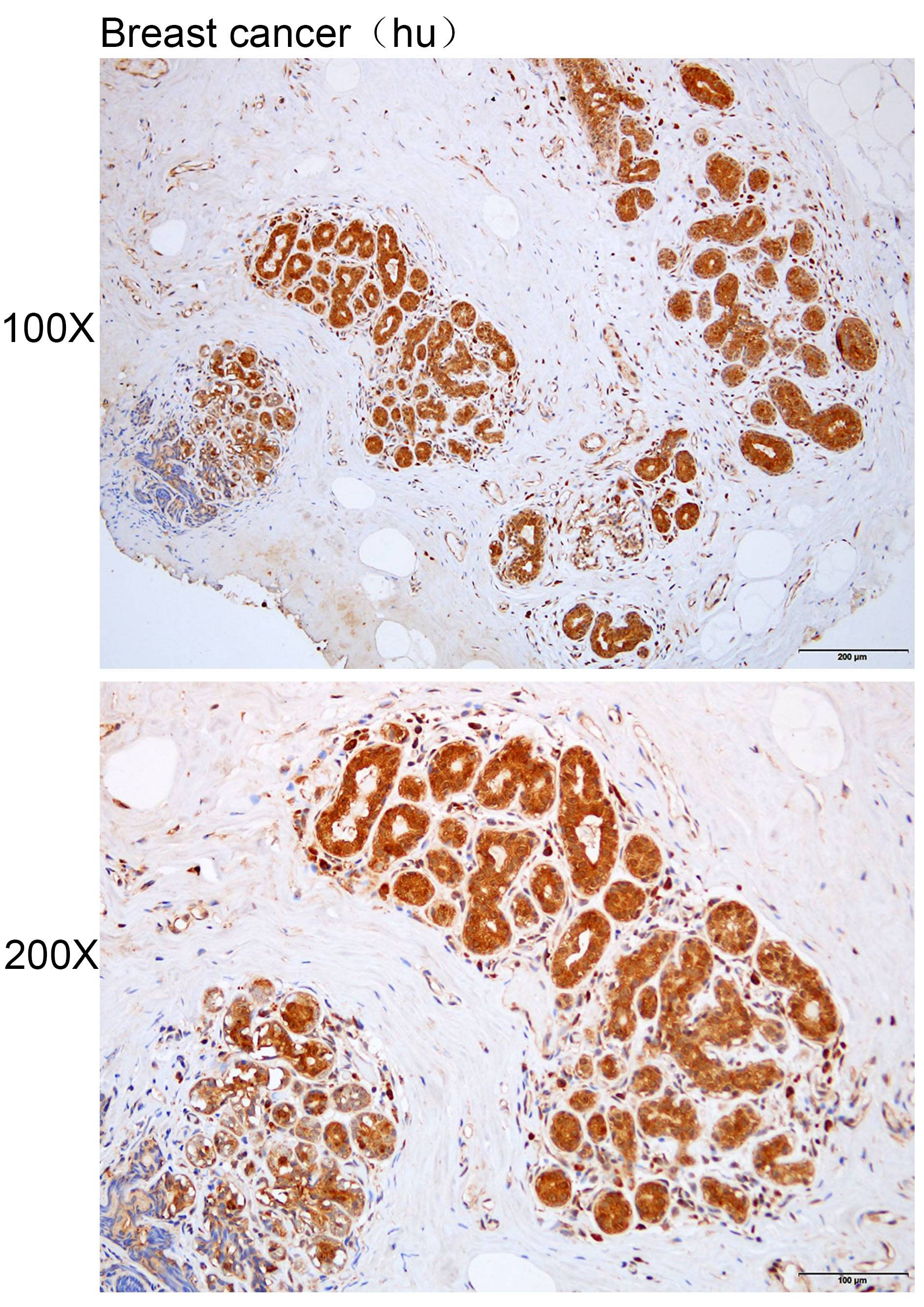 Anti-ASAP2 Polyclonal Antibody