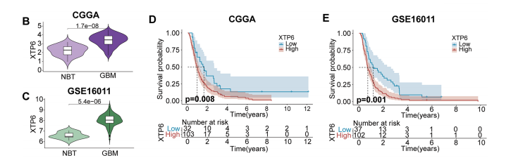 分子探针与表观遗传学研究好文分享：c-myc/XTP6/NDH2/ NF-κB的正反馈回路促进胶质母细胞瘤的恶性进展