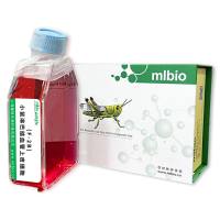 F-2B小鼠淋巴结血管上皮细胞