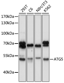 Anti-ATG5 Polyclonal Antibody