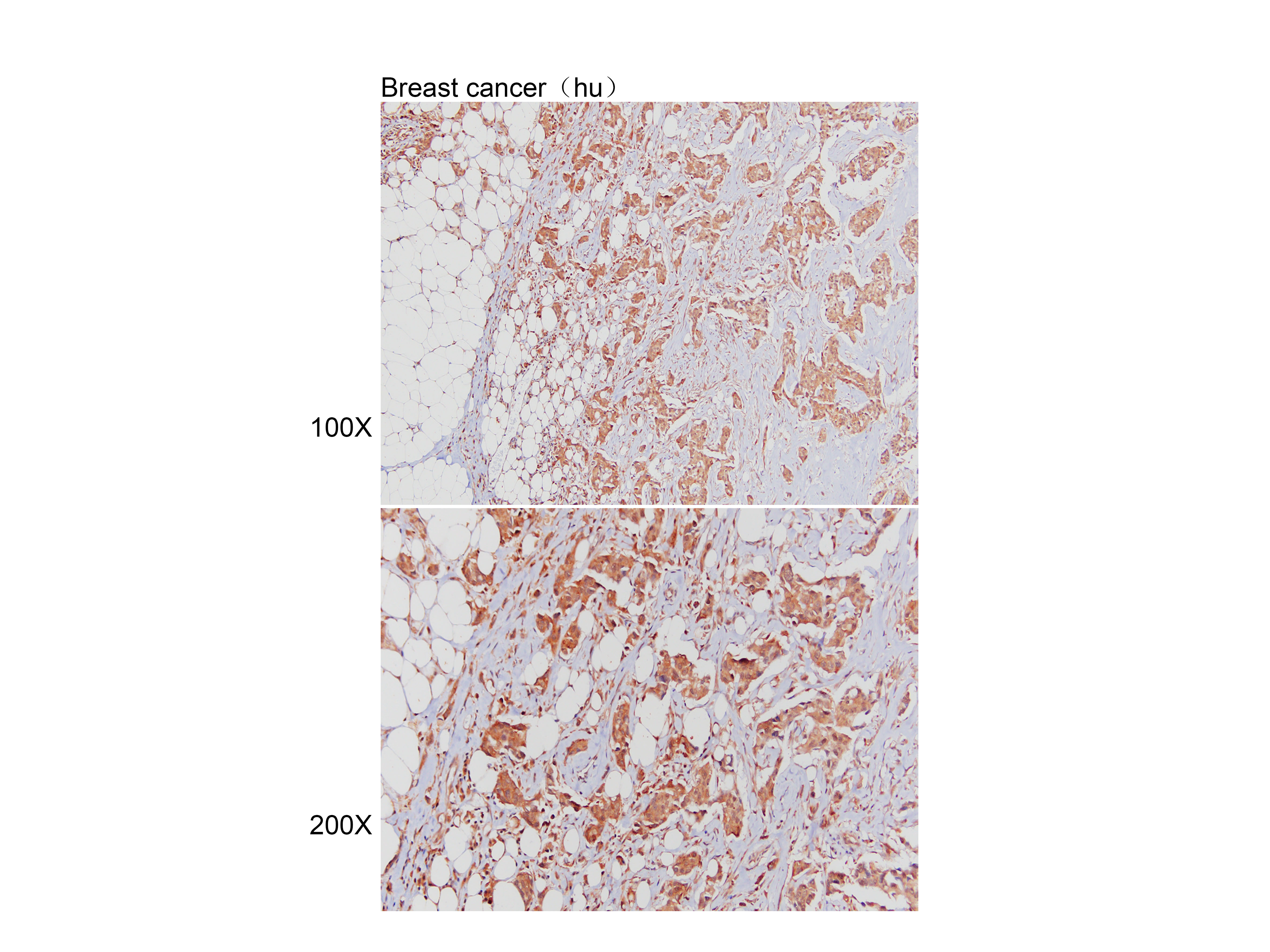 Anti-ATG4A Polyclonal Antibody