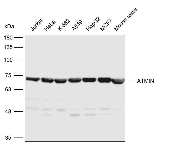 Anti-ATMIN Polyclonal Antibody