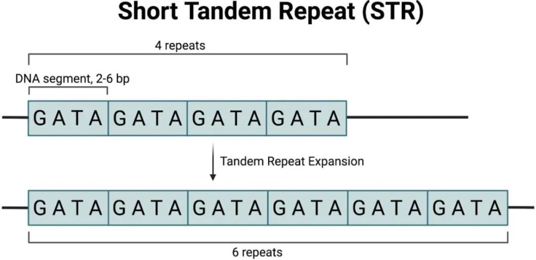 CLC简化长读长测序串联重复数据分析
