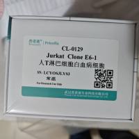 Pricella CL-0129 Jurkat, Clone E6-1 (人T淋巴细胞白血病细胞) 1×10⁶cells/T25培养瓶