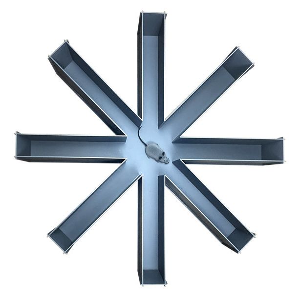 小动物迷宫,小动物八臂迷宫,小鼠八臂迷宫