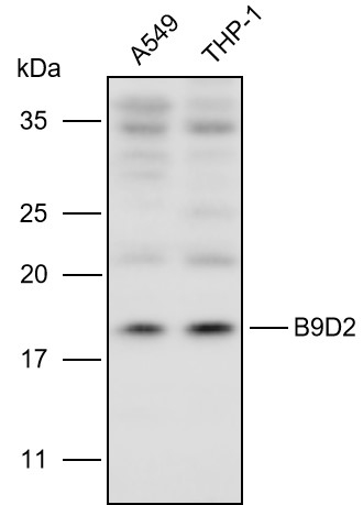 Anti-B9D2 Polyclonal Antibody