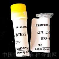 pLVX-EF1a-hTERT-IRES-hygro