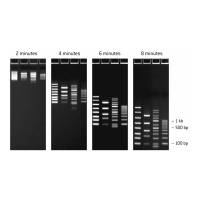LONZA  57033  FlashGel DNA 标尺 50bp-1.5kb